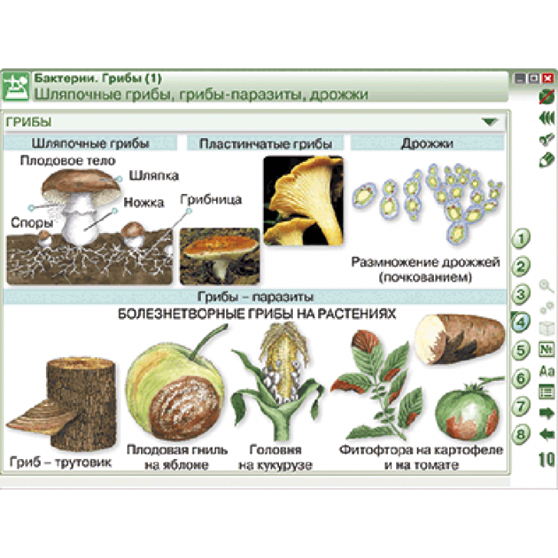 Большинства бактерий и грибов. Наглядная биология растении грибы бактерии. Биология растения бактерии грибы лишайники. Растение гриб бактерия. Наглядные пособия по биологии.