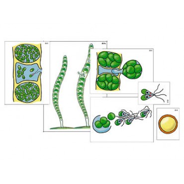 Модель-аппликация "Размножение многоклеточной водоросли" (ламинированная)