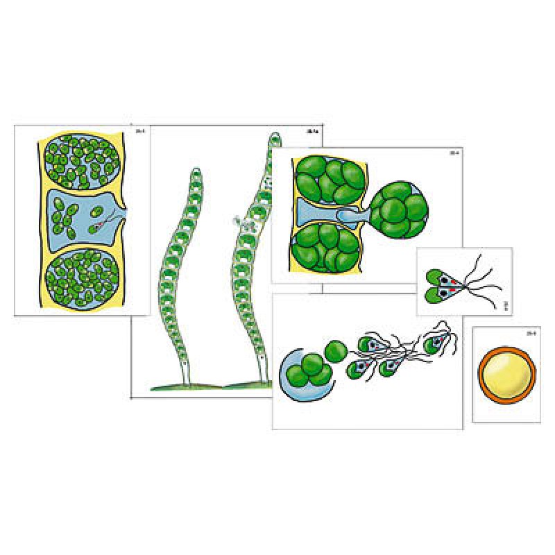 Модель-аппликация "Размножение многоклеточной водоросли" (ламинированная)