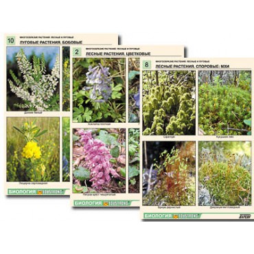 Комплект таблиц по ботанике раздат. "Многообразие растений. Лесные и луговые" (16 шт., А4, лам)