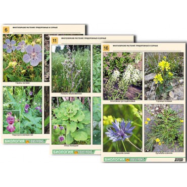 Комплект таблиц по ботанике раздат. "Многообразие растений. Придорожные и сорные" (16 шт., А4, лам)