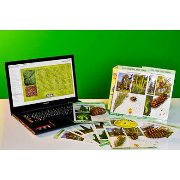Коллекция натурально-интерактивная "Голосеменные растения"