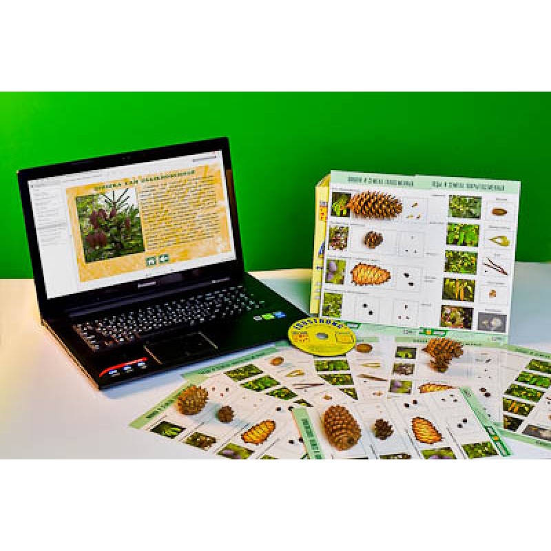 Коллекция натурально-интерактивная "Шишки, плоды, семена деревьев и кустарников"