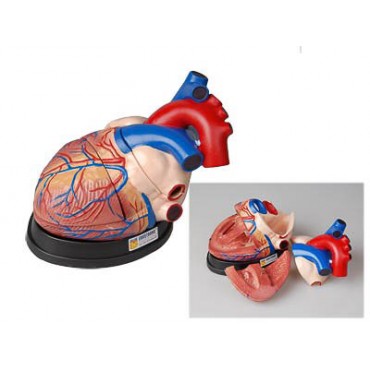 Модель сердца в разрезе (демонстрационная)