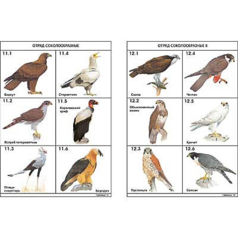 Комплект таблиц по зоологии раздат. "Разнообразие животных. Птицы." (цвет.,лам., А4, 16 шт.)