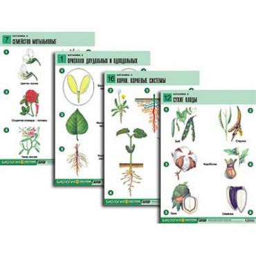 Комплект таблиц по биологии дем. "Ботаника 2" (18 табл., формат А1, лам.)
