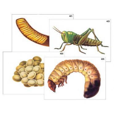 Модель-аппликация "Развитие насекомых с полным и неполным превращением" (ламинированная)