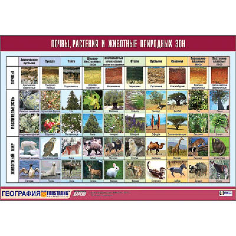 Таблица демонстрационная "Почвы, растения и животные природных зон" (винил 100x140)