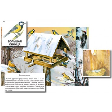 Магнитный плакат-аппликация "Биоразнообразие и экологические группы. Птицы зимой"